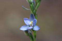 Thelymitra aemula