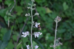 Equilabium laxiflorum