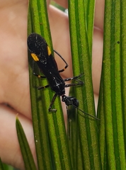 Hiranetis