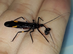 Hiranetis