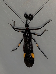 Hiranetis