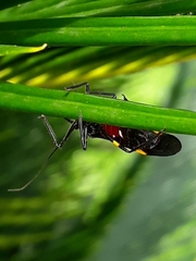 Hiranetis