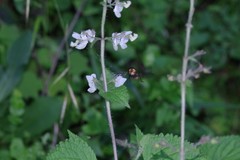 Equilabium laxiflorum