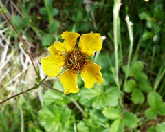 Geum magellanicum