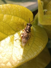 Oxycerini