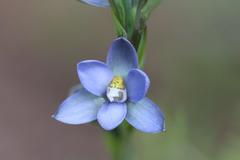 Thelymitra aemula