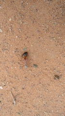 Cataglyphis bombycina