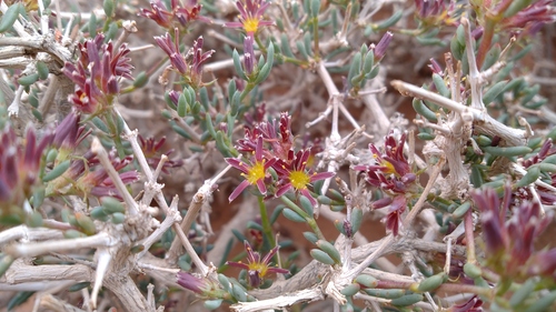 Gymnocarpos decander