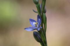 Thelymitra aemula