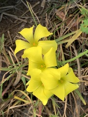 Oxalis pes-caprae