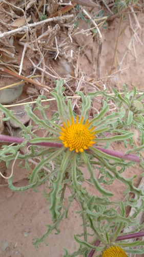 Asteriscus graveolens