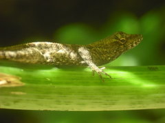 Anolis wilsoni