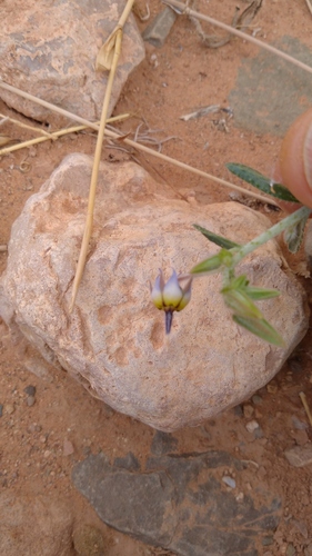 Trichodesma calcaratum