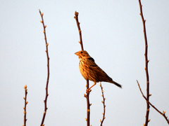 Emberiza calandra