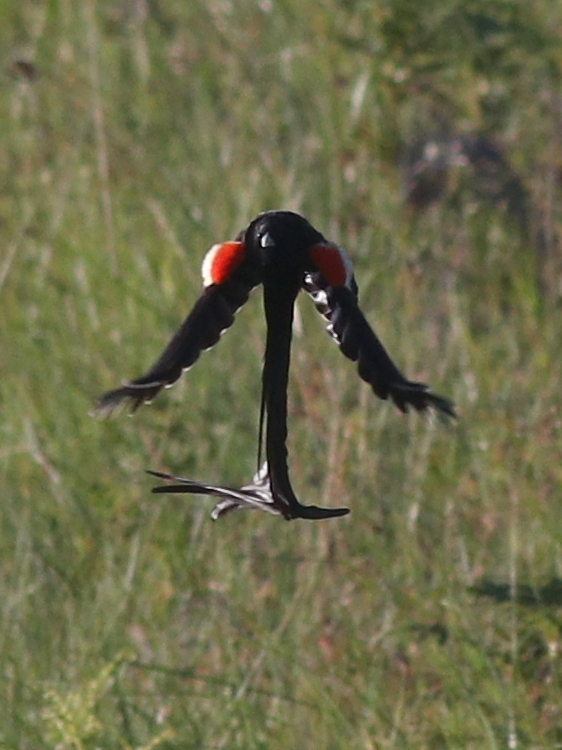 Long-tailed Widowbird (Euplectes progne)