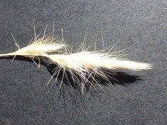 Aristida congesta congesta