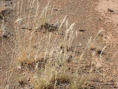 Aristida congesta congesta