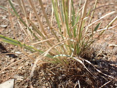 Aristida congesta congesta