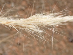 Aristida congesta congesta