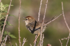 Cisticola aberrans