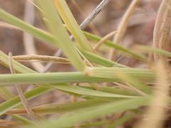 Aristida congesta congesta