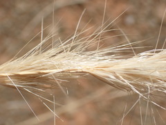Aristida congesta congesta