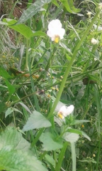 Alonsoa meridionalis
