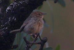 Cisticola lais