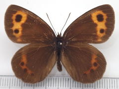 Erebia niphonica