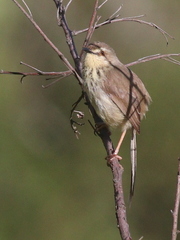 Prinia hypoxantha
