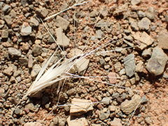 Aristida congesta congesta