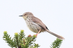 Prinia hypoxantha