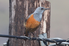 Sentinel Rock Thrush photo 3