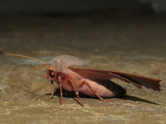 Monoctenia smerintharia