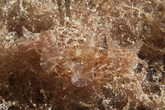 Aplysia argus image
