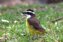 Pitangus sulphuratus