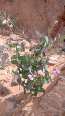 Moricandia suffruticosa