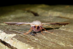 Monoctenia smerintharia