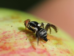 Rhagoletis pomonella