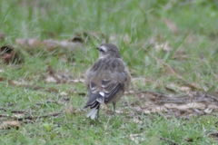 Mimus saturninus