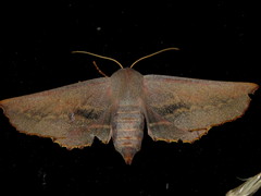 Monoctenia smerintharia
