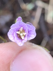 Cardamine nuttallii