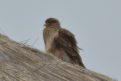Daptrius chimango