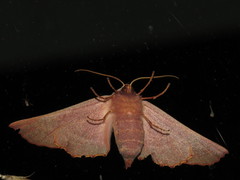 Monoctenia smerintharia