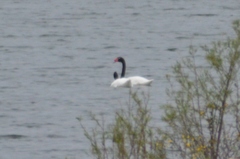 Cygnus melancoryphus