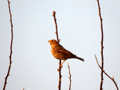 Emberiza calandra
