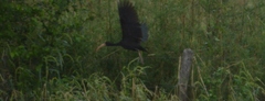 Phimosus infuscatus
