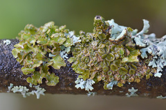 Melanohalea septentrionalis