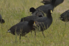 Fulica leucoptera