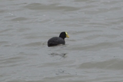 Fulica armillata
